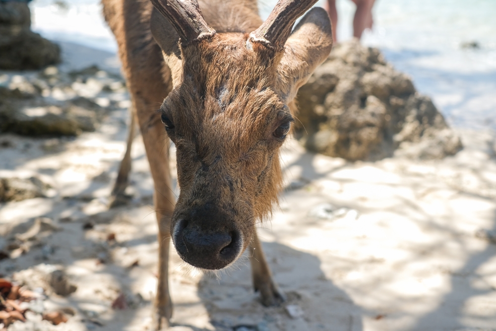 Que faire à Bali ? Les 17 meilleurs sites et activités 36 Cerf sur la plage de l’île de Menjangan