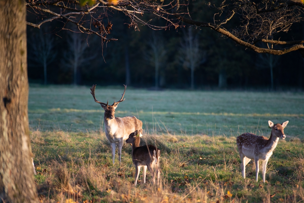 Des daims sauvages dans Phoenix Park à Dublin