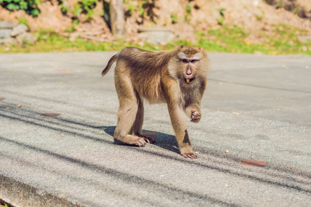 Des macaques au point de vue de Khao Toh Sae sur Monkey Hill à Phuket