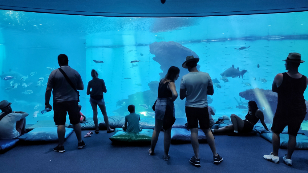 Des visiteurs devant l’un des grands bassins du Palma Aquarium