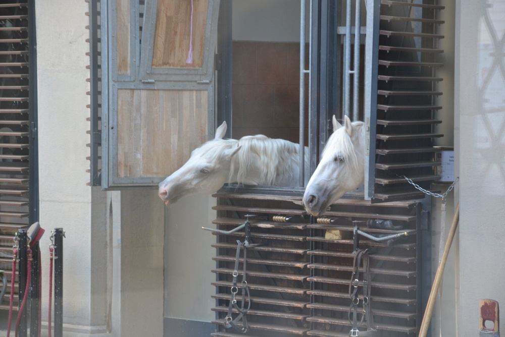 Que faire à Vienne ? 20 lieux à voir et activités 25 Deux lipizzans blancs aux fenêtres des écuries de l’École espagnole d’équitation de Vienne