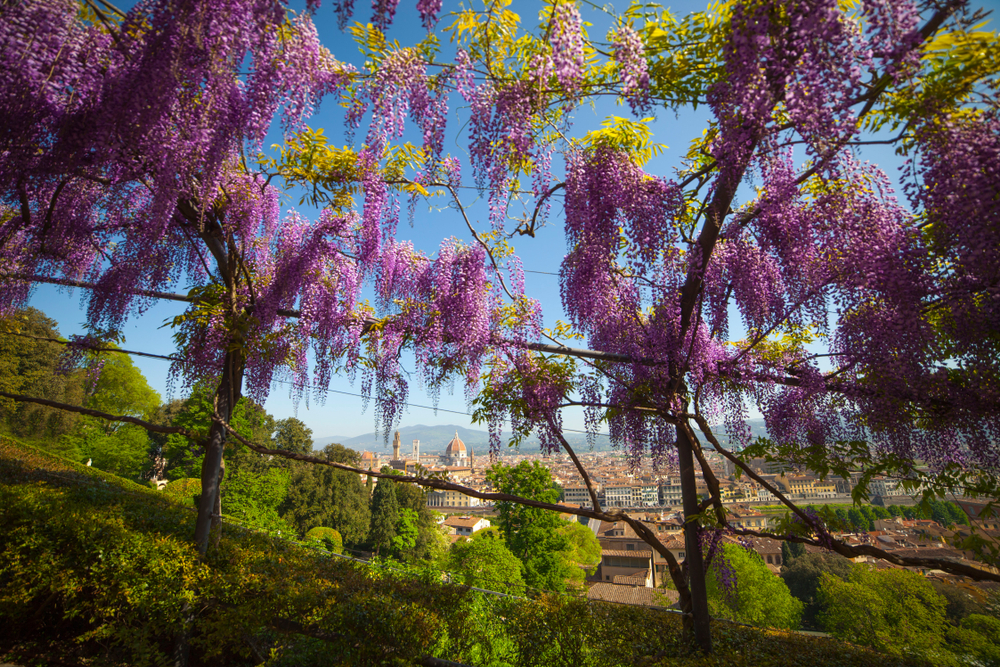 Glycines en fleurs dans le jardin Bardini à Florence