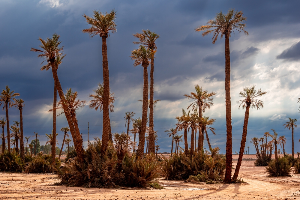 La palmeraie à la périphérie de Marrakech