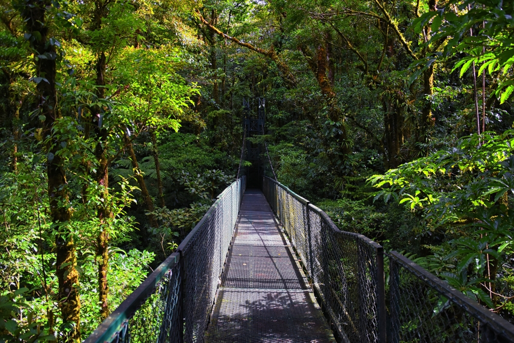 Où dormir au Costa Rica ? Les 7 meilleurs endroits et de bons hôtels 11 Pont suspendu au milieu des arbres dans la forêt nuageuse de Monteverde