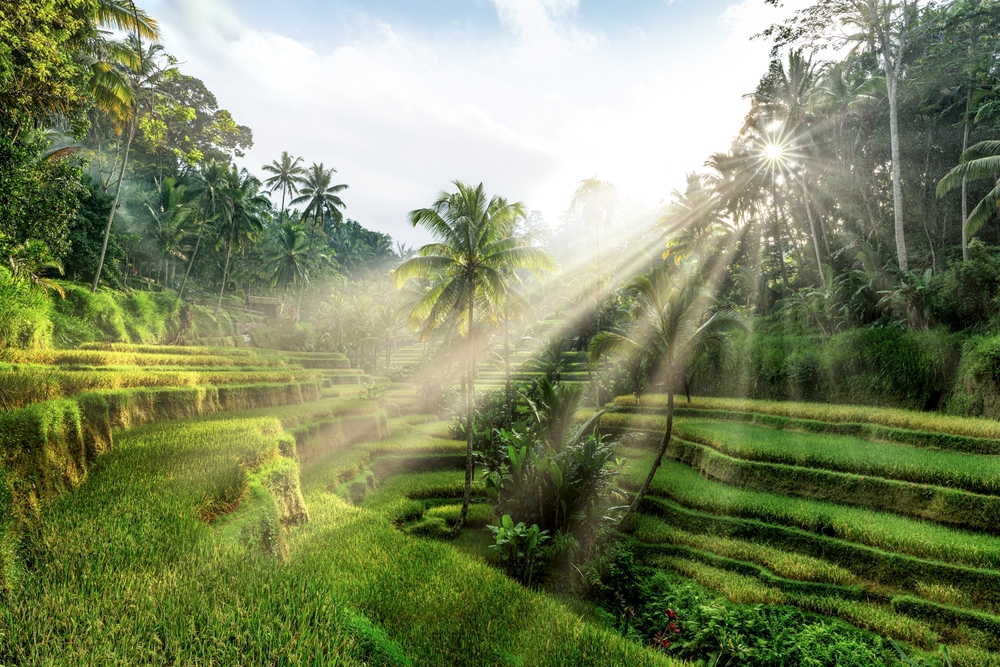 Les rizières en terrasses de Tegalalang près d’Ubud à Bali