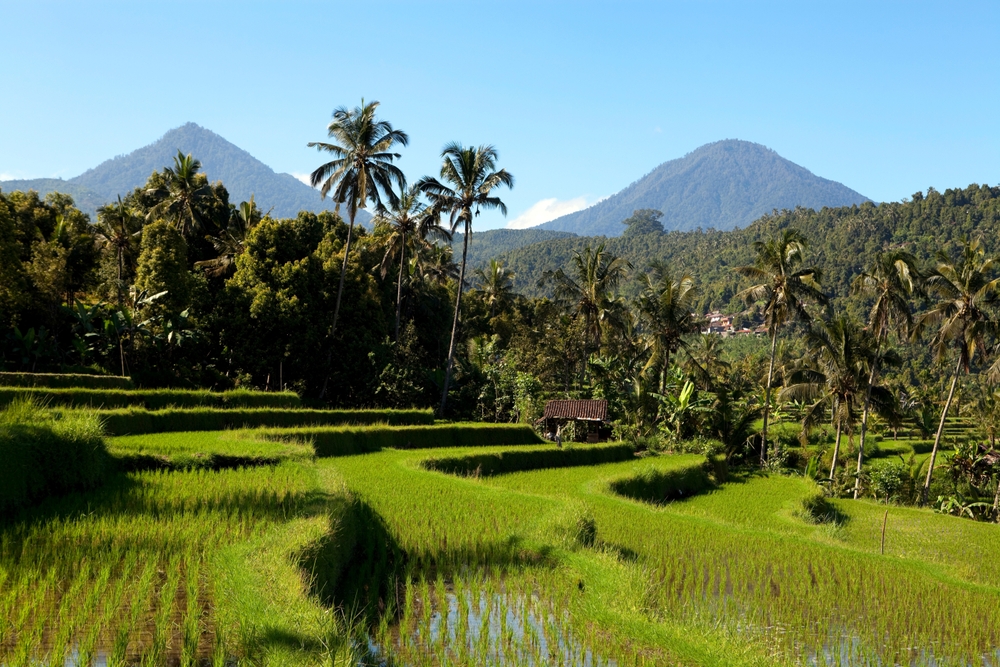 Que faire à Bali ? Les 17 meilleurs sites et activités 25 Rizières en terrasses de Jatiluwih à Bali