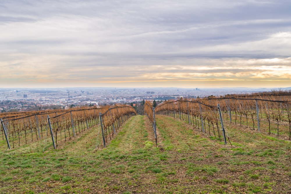 Que faire à Vienne ? 20 lieux à voir et activités 39 Vue du Kahlenberg sur les vignobles de Vienne