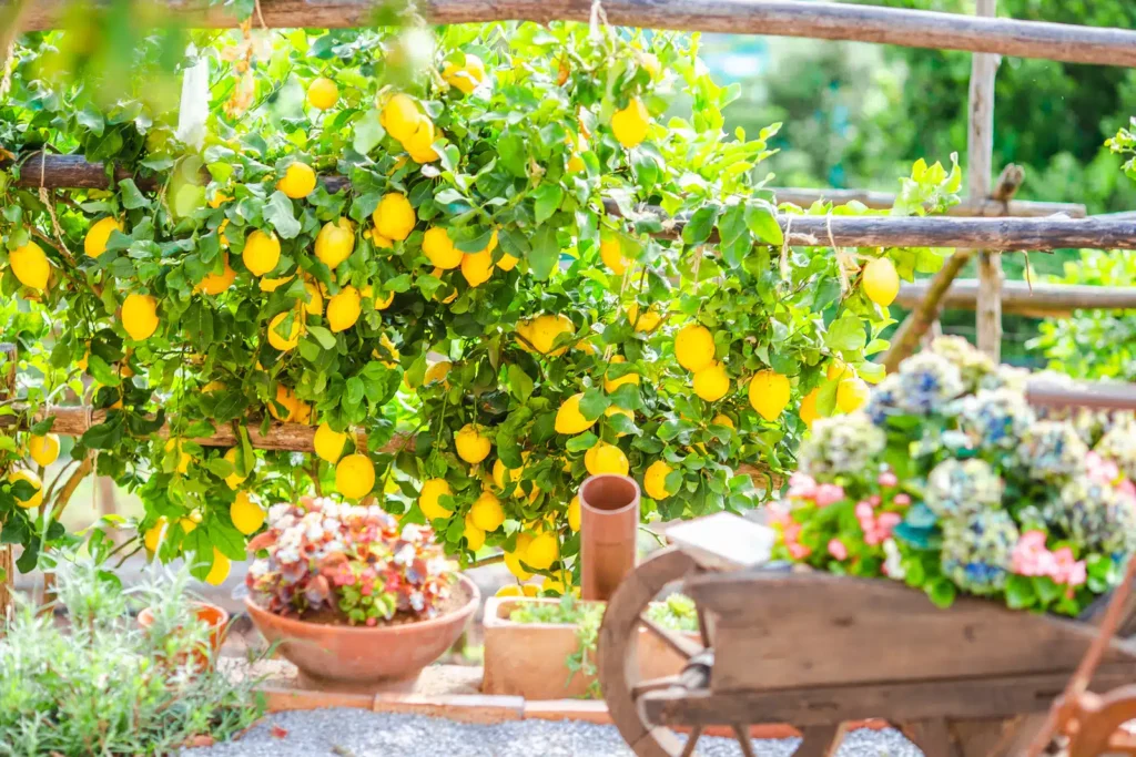 Que faire sur la côte amalfitaine : 17 incontournables et pépites cachées 🍋 27 Citrons de la côte amalfitaine