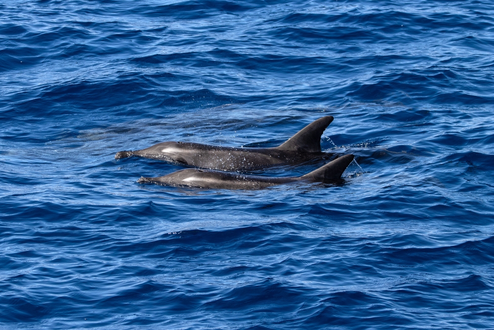 Visiter la Grande Canarie : que faire ? 17 lieux à voir et activités 35 Deux dauphins dans l’Atlantique au large de la Grande Canarie