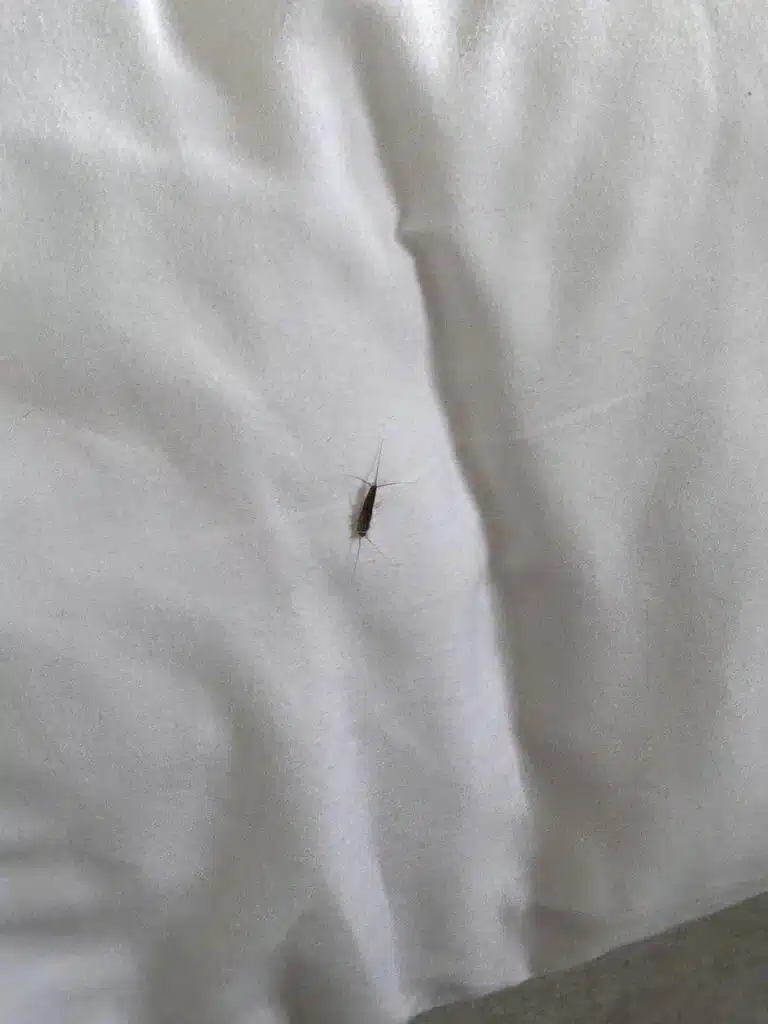 Avis sur l’Ystad Saltsjöbad : est-ce encore le meilleur hôtel spa de Scanie ? 🤔 23 Insecte dans le lit de l’hôtel