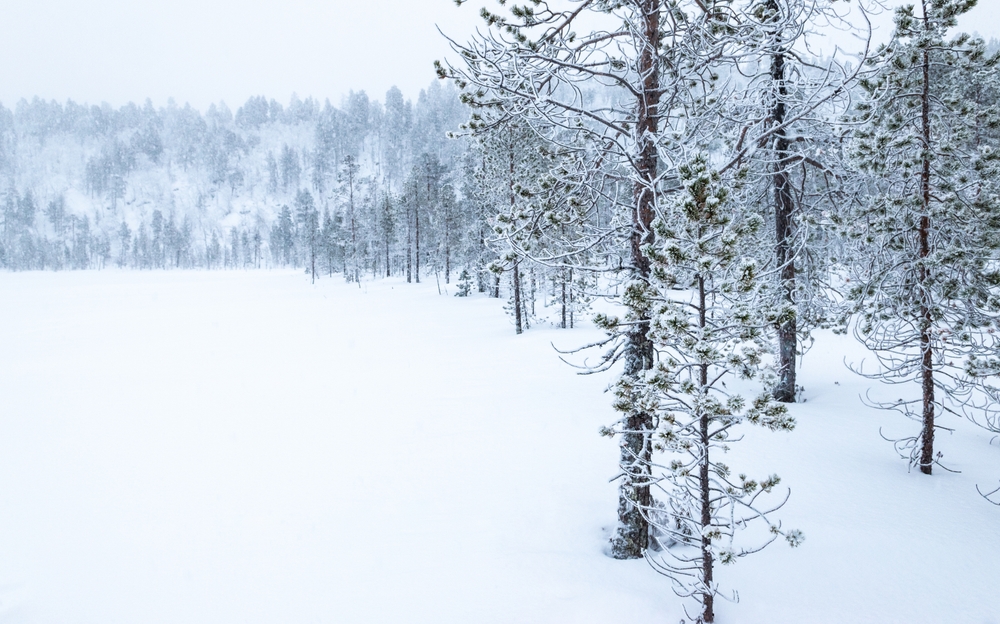 Où dormir en Laponie ? Les 6 meilleures villes et de bons hôtels 13 Arbres enneigés au bord du lac Inarijärvi, près d’Inari, en hiver