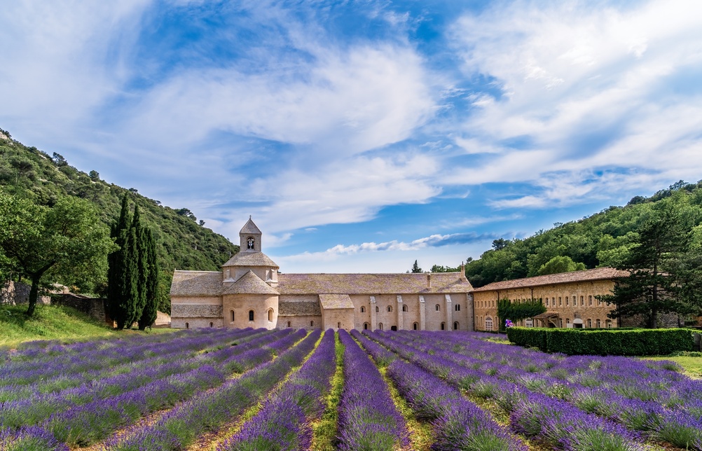 Champs de lavande en fleurs près de l’abbaye historique de Sénanque en Provence