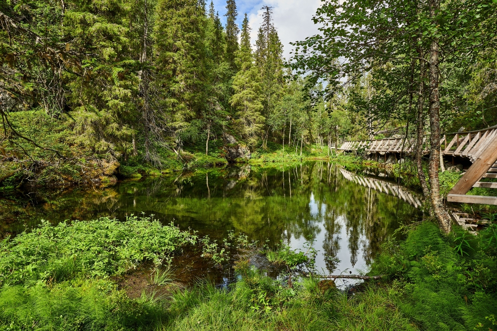 Où dormir en Laponie ? Les 6 meilleures villes et de bons hôtels 14 La nature du parc national de Pyhä-Luosto, près de Luosto, en Laponie