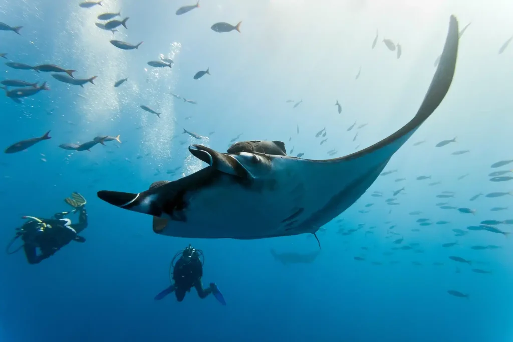 Plongée aux Maldives