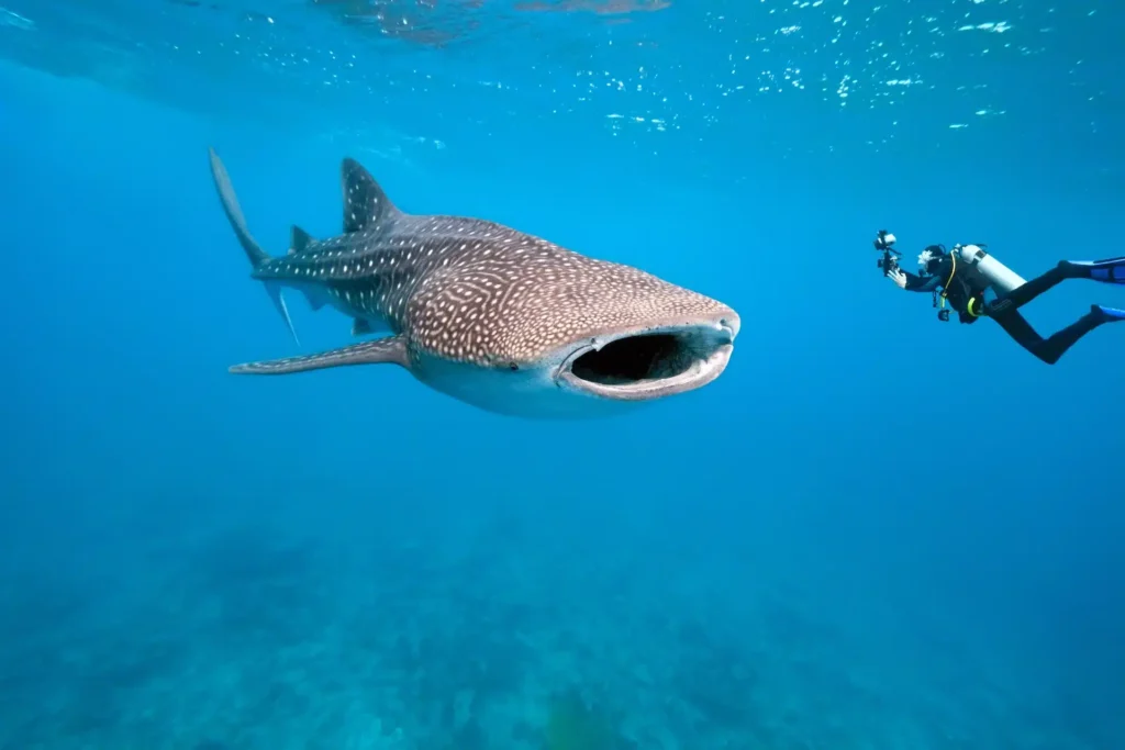 Un requin-baleine aux Maldives