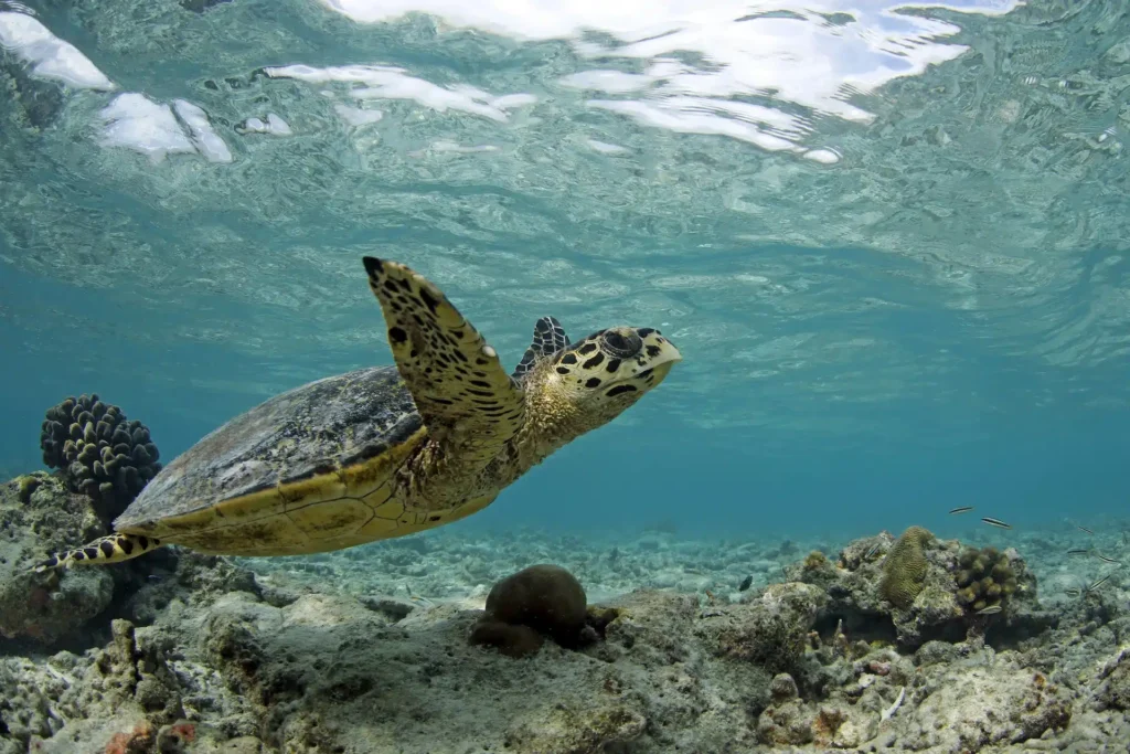 Une tortue aux Maldives