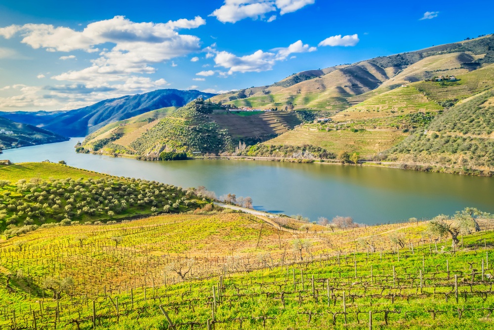 Vignes en terrasses le long du fleuve dans la vallée du Douro au Portugal